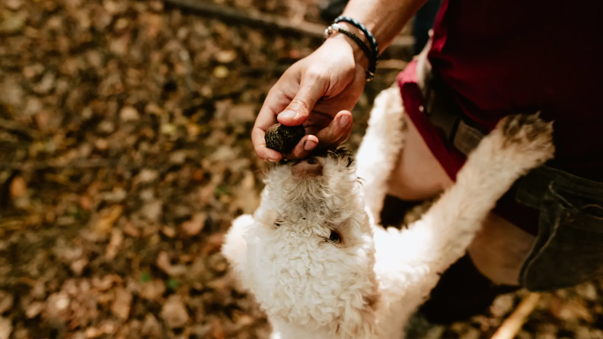 Scopri i prodotti e le degustazioni in Chianti e vivi una vera caccia al tartufo