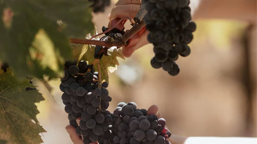 The grape harvest in autumn in Chianti