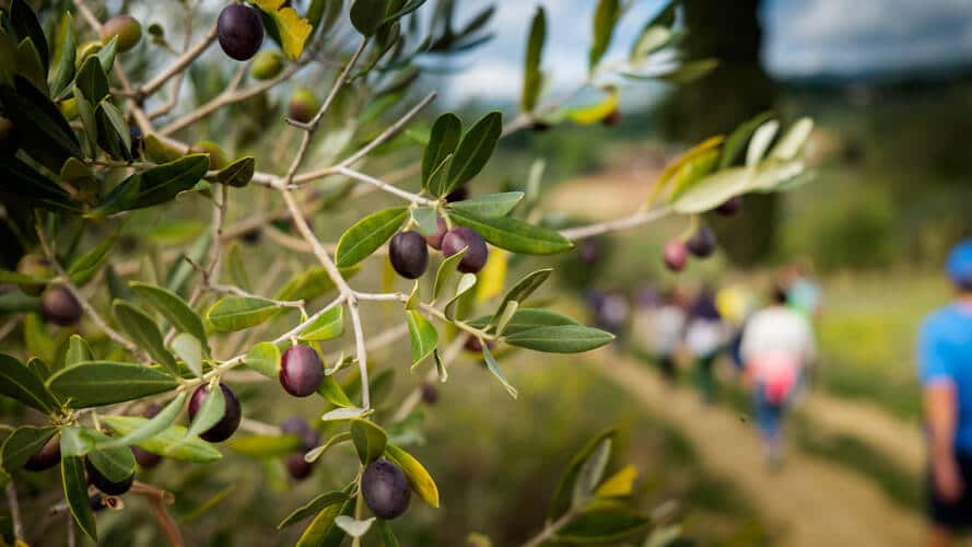 Fall is the perfect season to discover new oil from Chianti